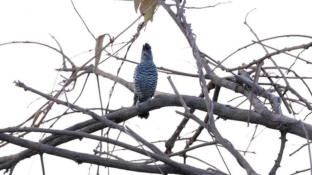 Barred Antshrike (Barred) - ML611439959