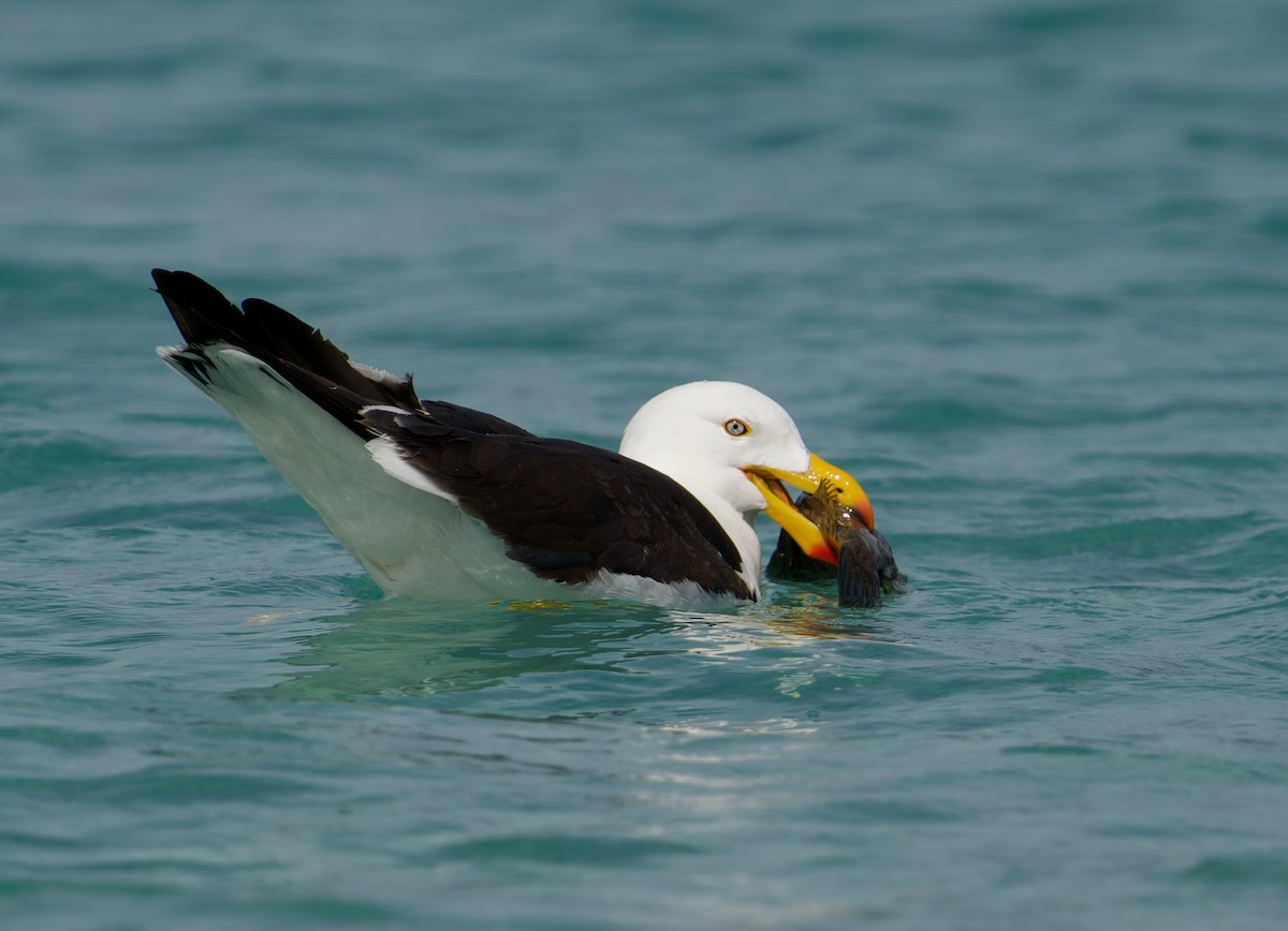 Pacific Gull - Ken Wright