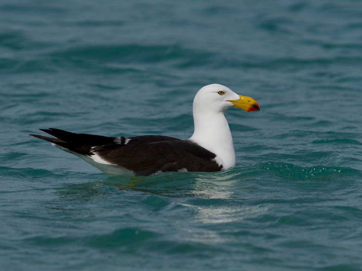 Gaviota de Tasmania - ML611440146