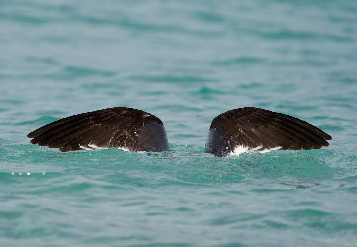 Pacific Gull - ML611440148