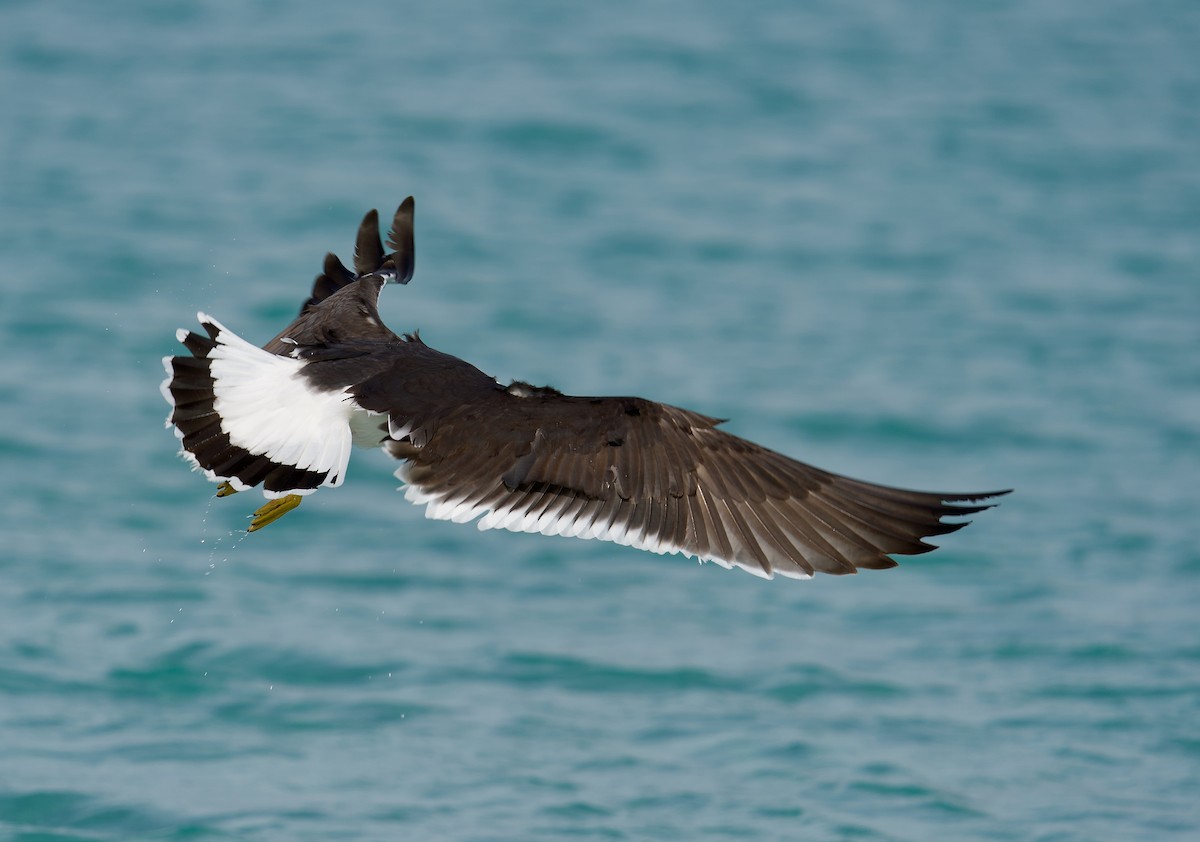 Gaviota de Tasmania - ML611440149