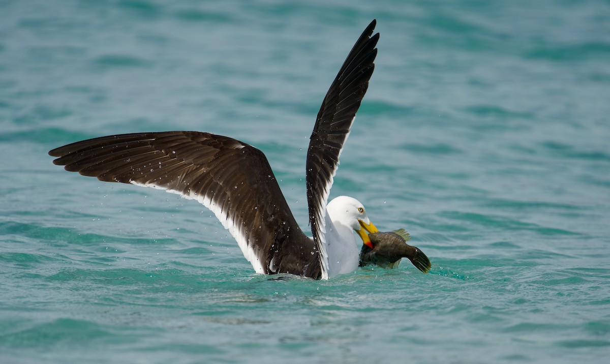 Gaviota de Tasmania - ML611440151