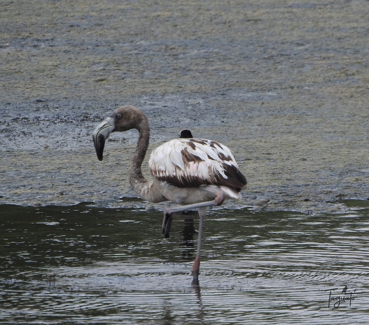 Chilean Flamingo - ML611440164