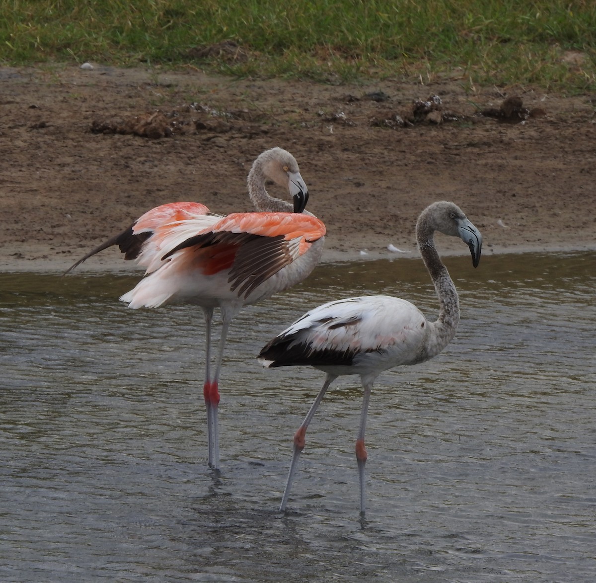 Chilean Flamingo - Edgar Romero