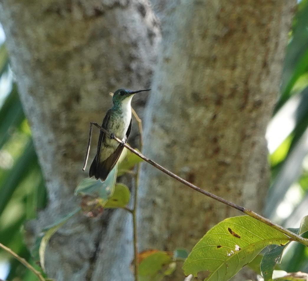 White-chested Emerald - Terry Doyle