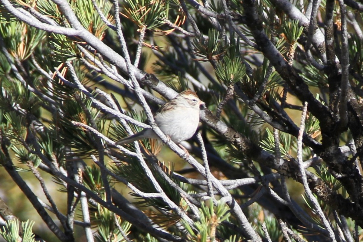 Chipping Sparrow - ML611440423