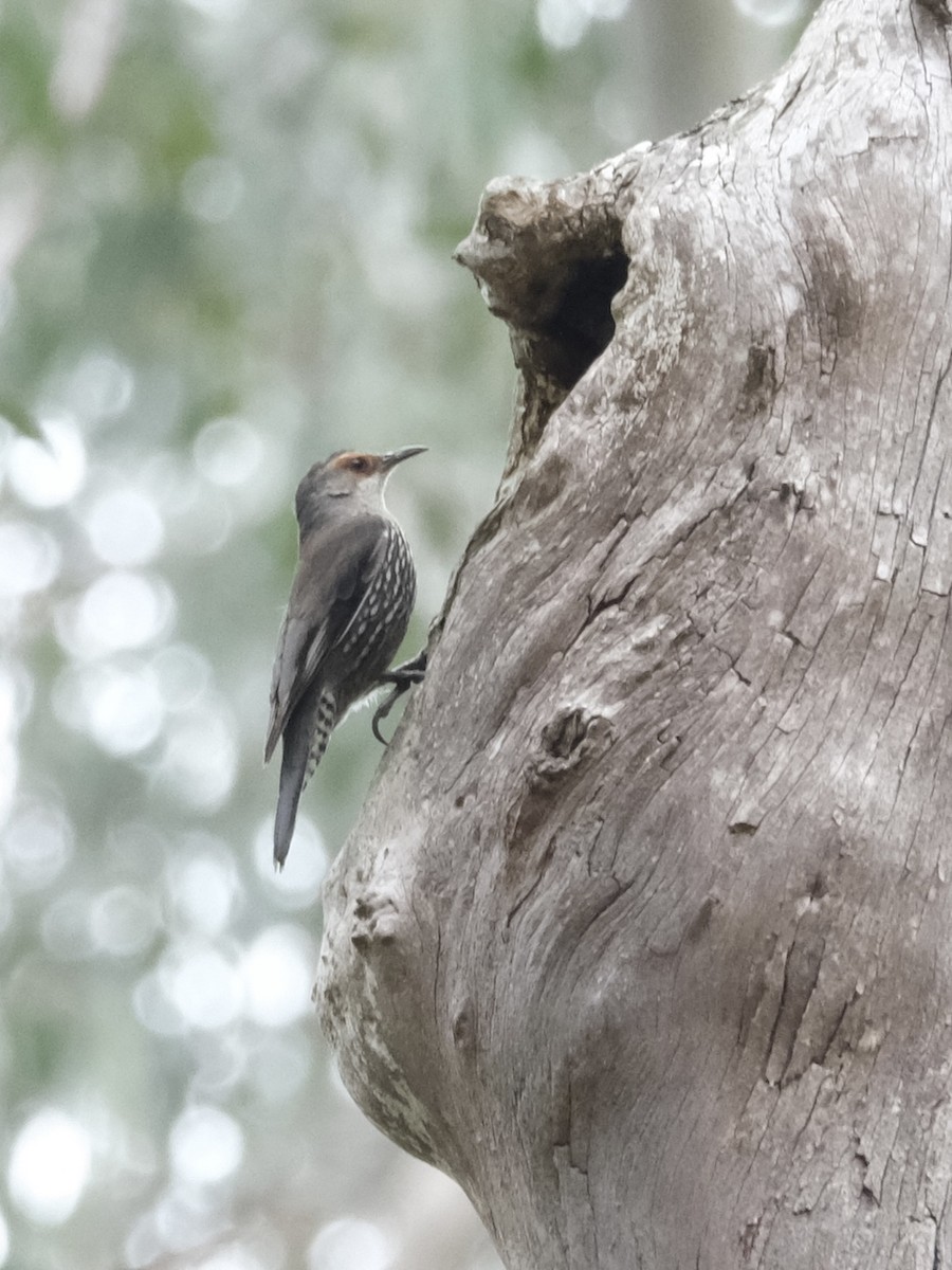 Королаз рудобровий - ML611440432