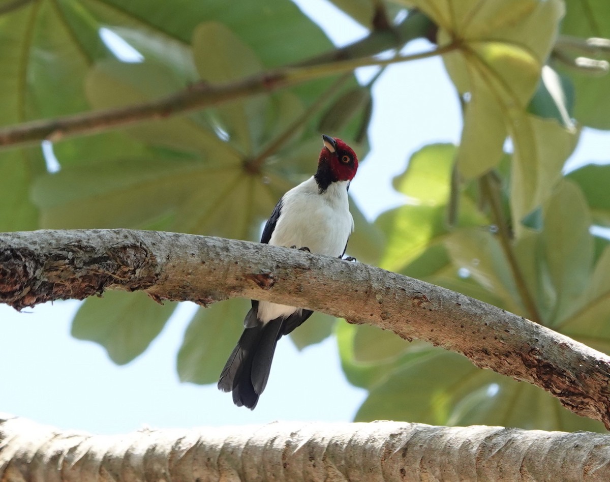 Red-capped Cardinal (Red-capped) - ML611440525