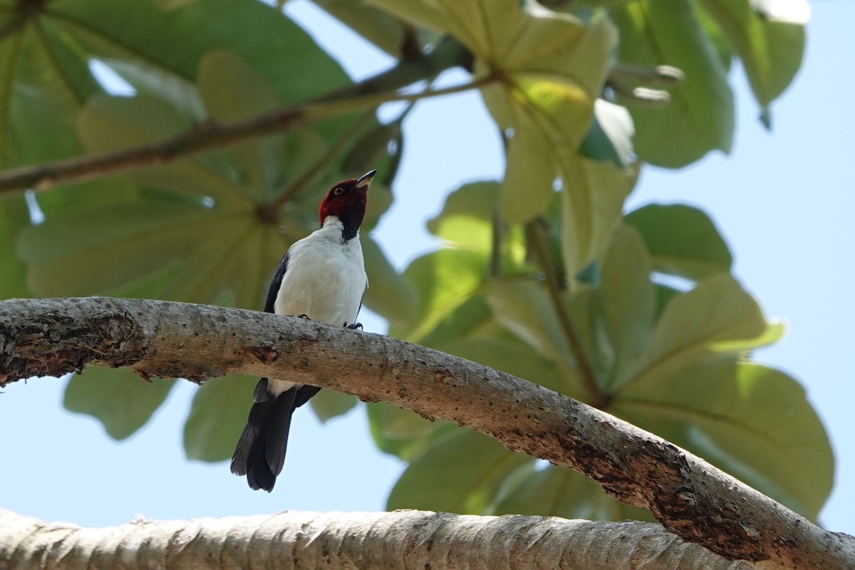 Red-capped Cardinal (Red-capped) - ML611440527