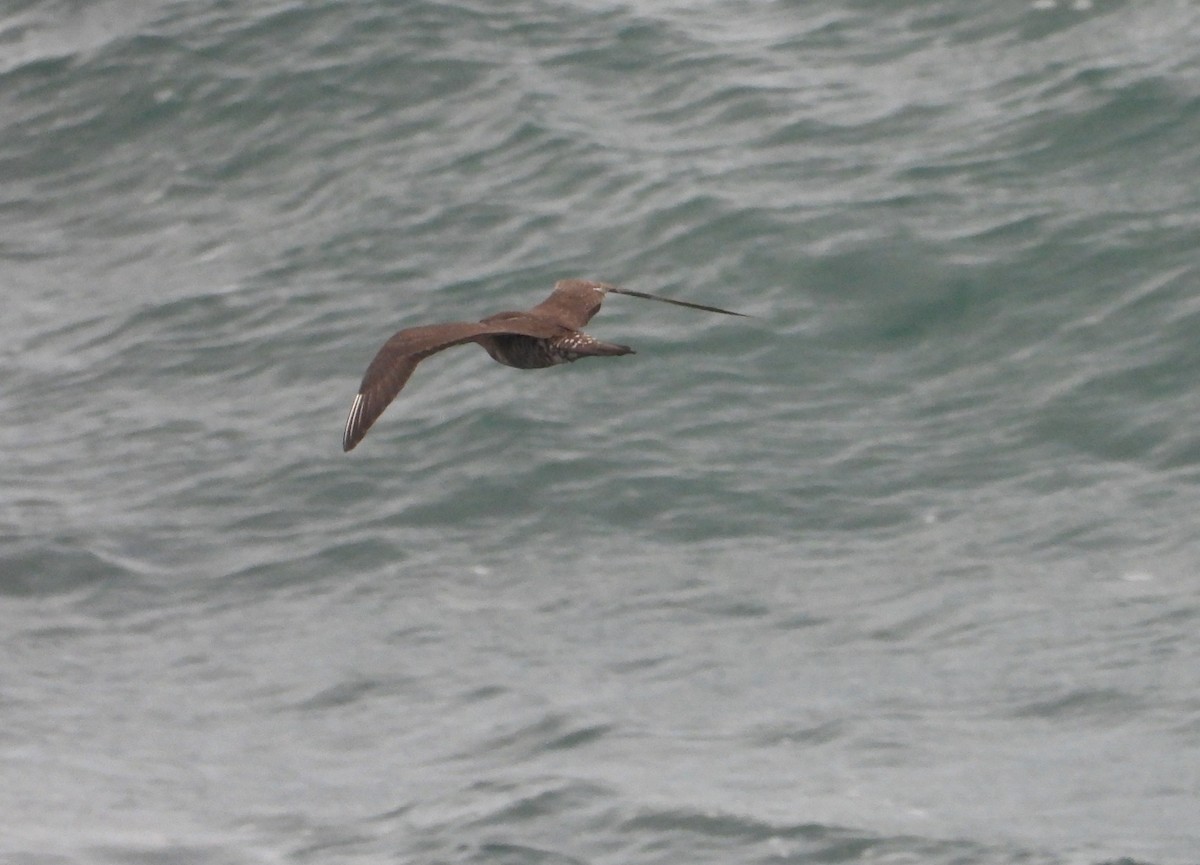 Long-tailed Jaeger - ML611440563