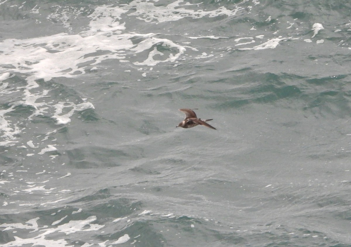 Long-tailed Jaeger - ML611440582