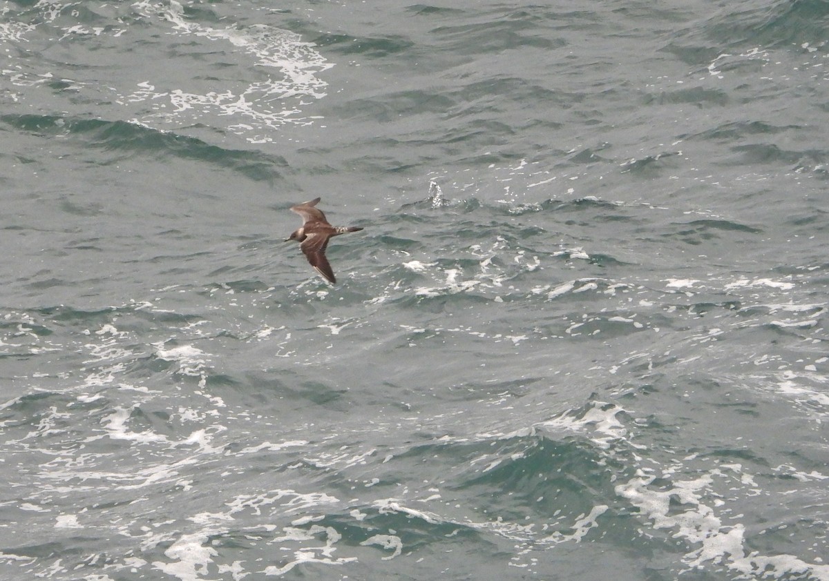 Long-tailed Jaeger - ML611440583