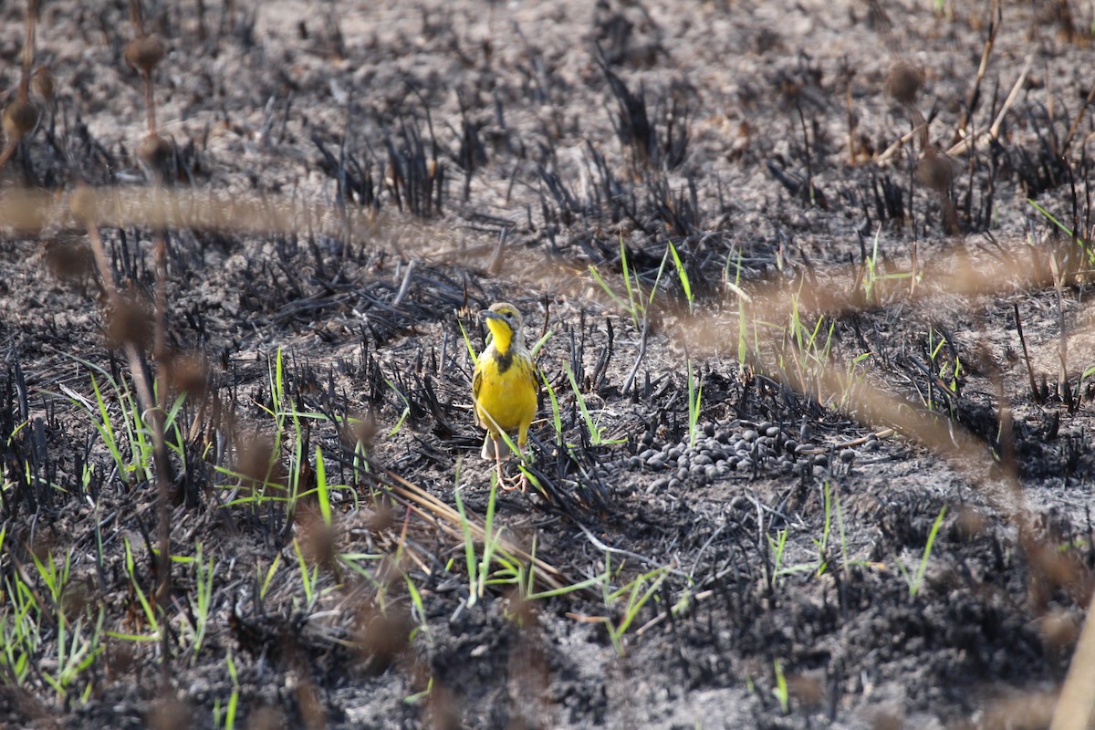 Yellow-throated Longclaw - Rebecca O'Sullivan