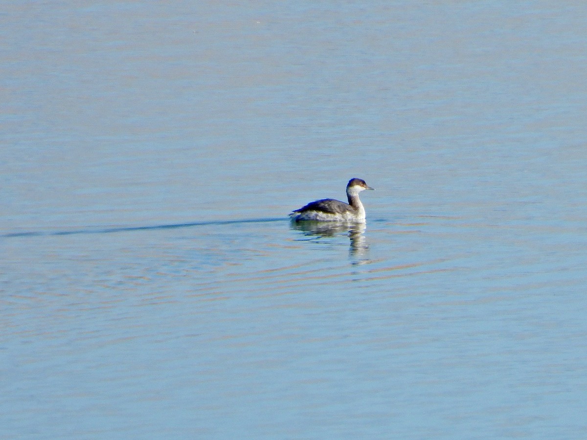 Horned Grebe - ML611440620