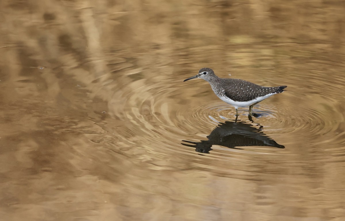 Solitary Sandpiper - Justin Hartsell