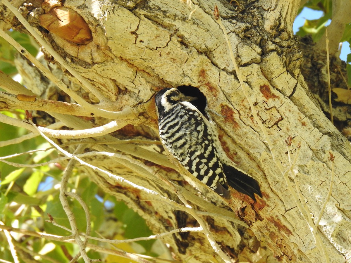 Ladder-backed Woodpecker - ML611440665