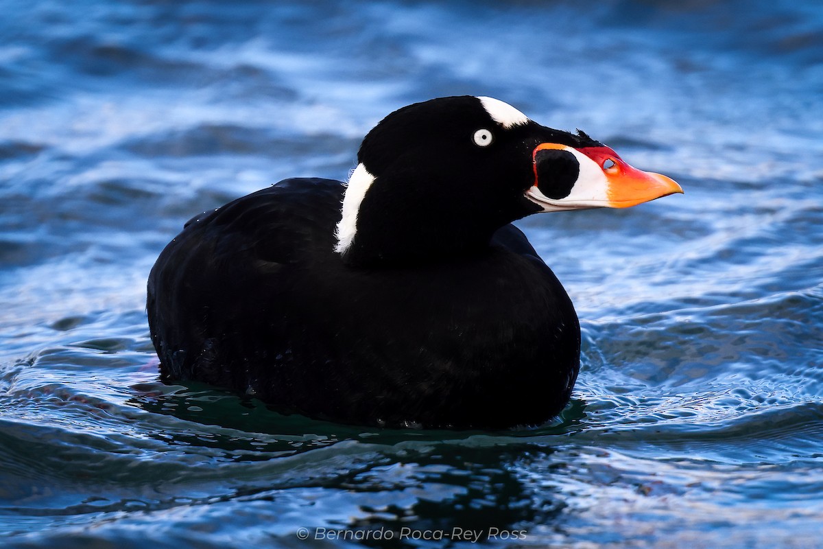 turpan pestrozobý - ML611440723