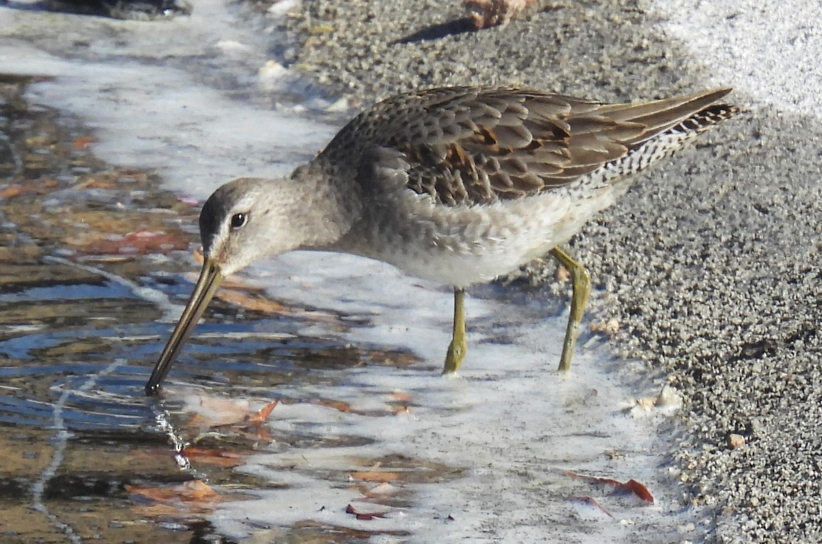 Long-billed Dowitcher - ML611440743