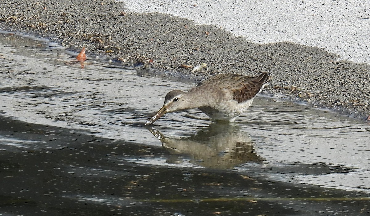 Long-billed Dowitcher - ML611440744