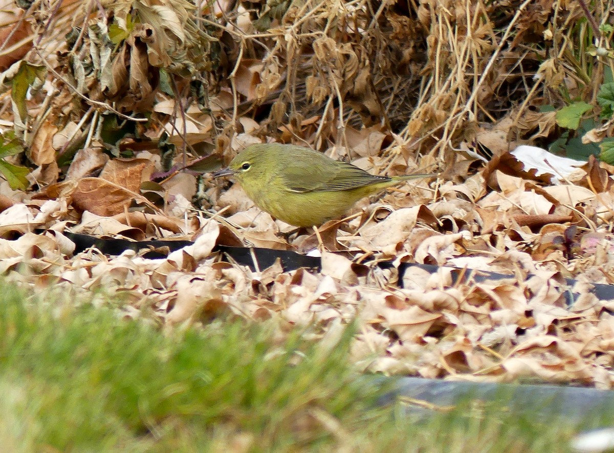 Orange-crowned Warbler - Howard Weinberg