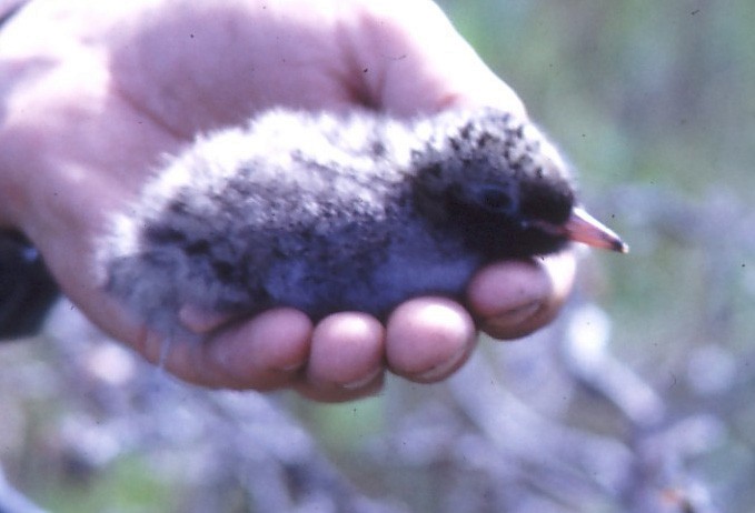 Arctic Tern - ML611440798