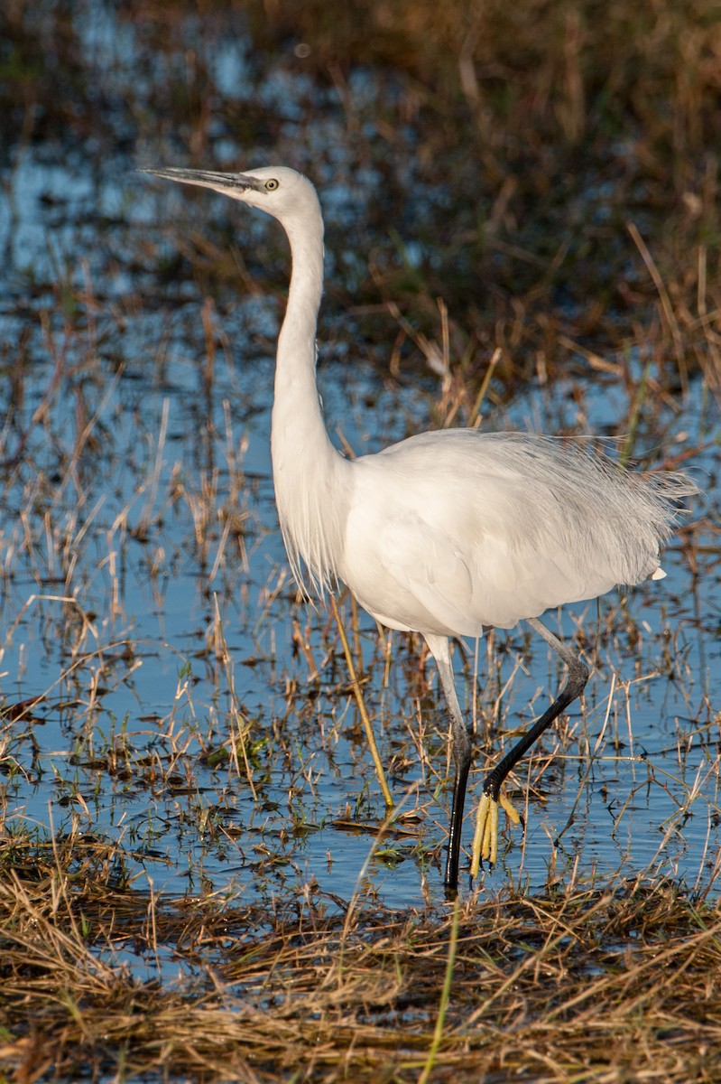 Little Egret - Chuck Babbitt