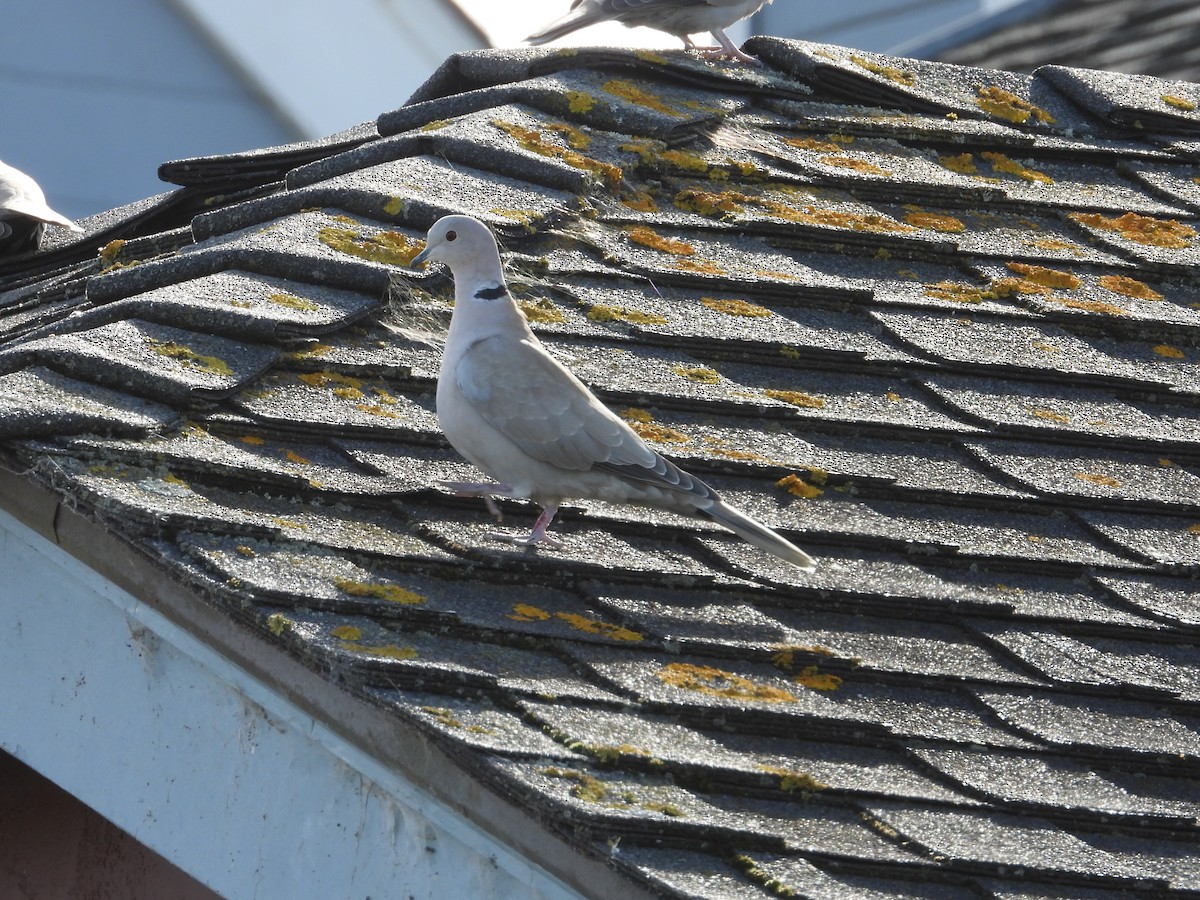 Eurasian Collared-Dove - ML611441144