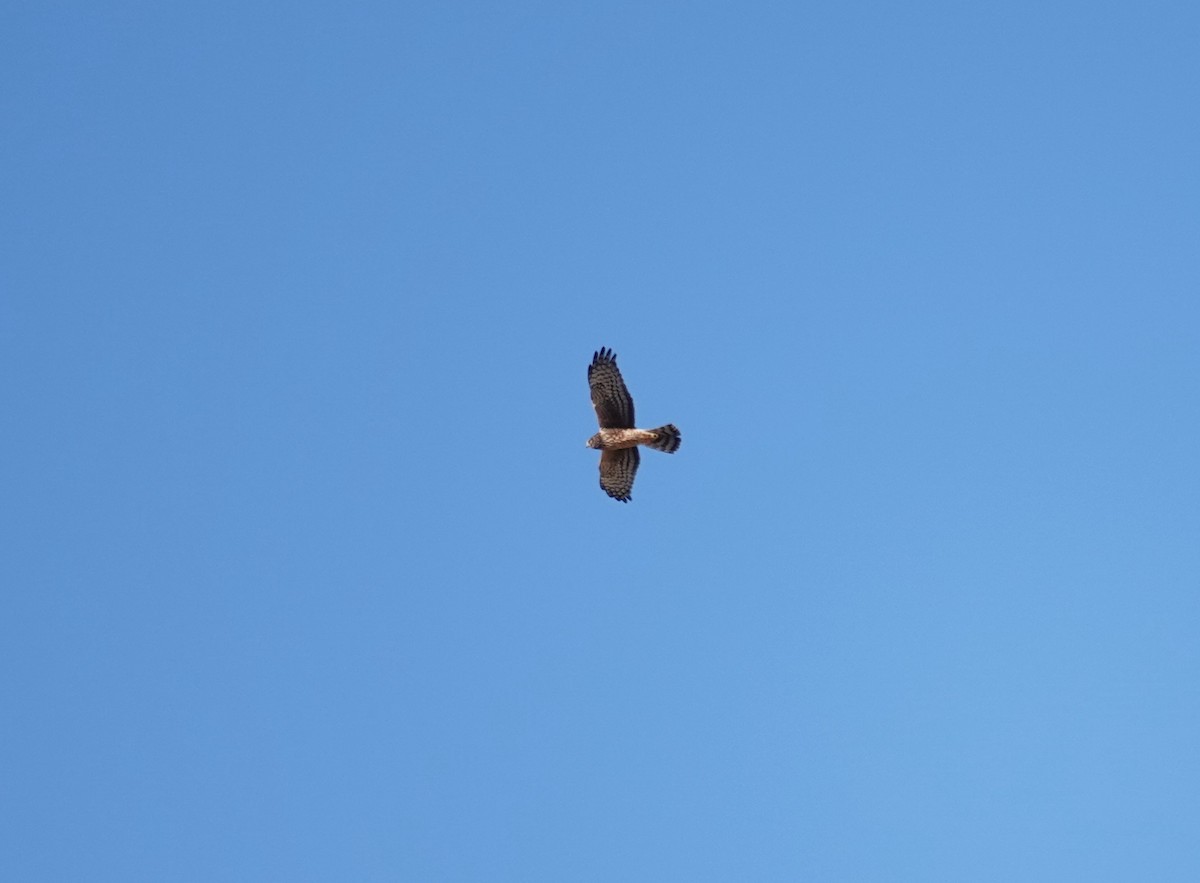 Northern Harrier - ML611441210