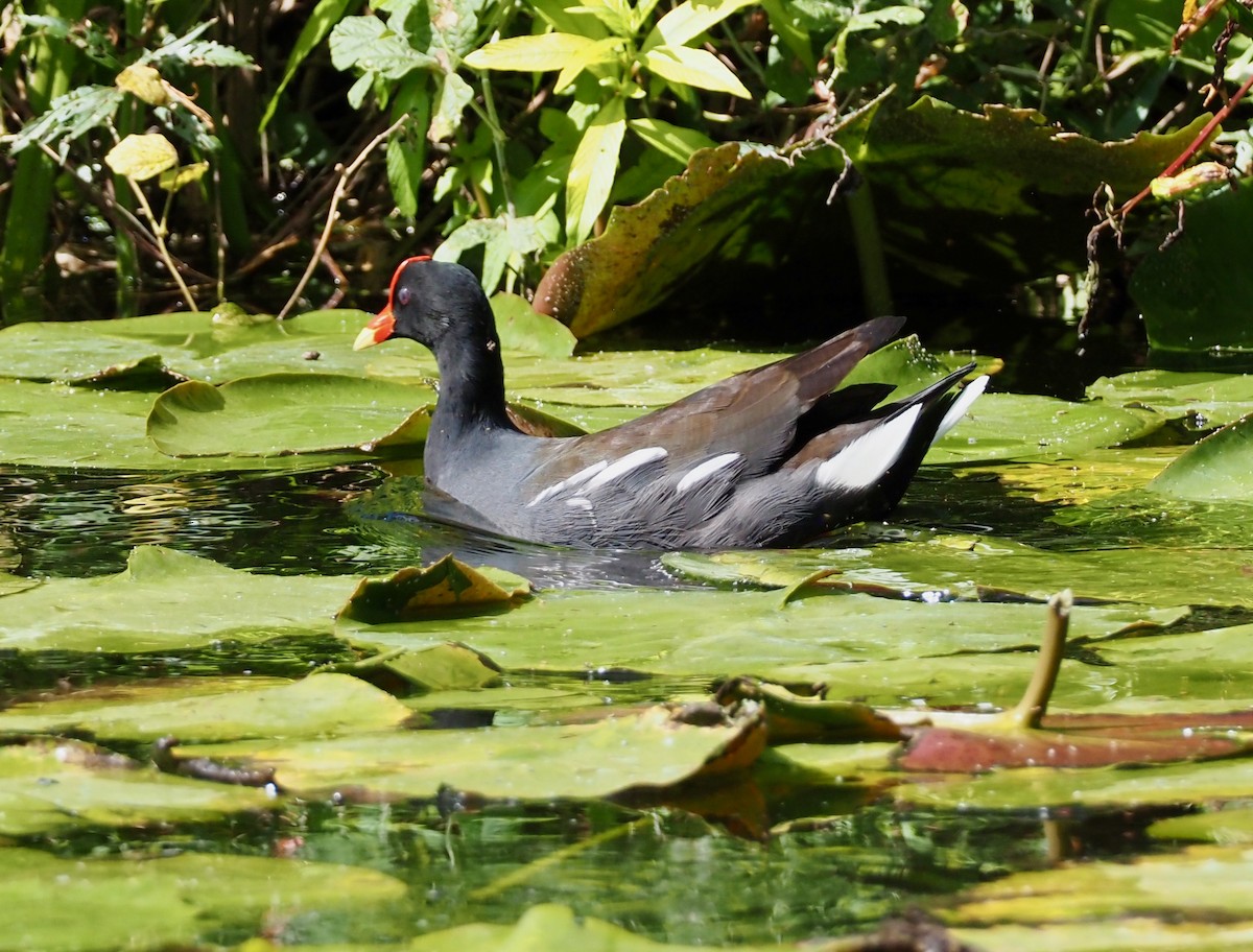 Gallinule d'Amérique - ML611441343