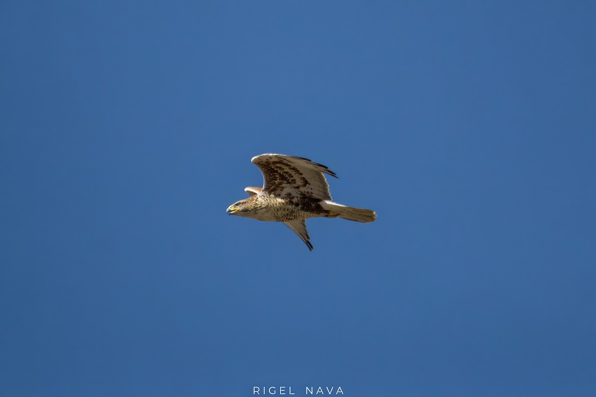 Ferruginous Hawk - ML611441370