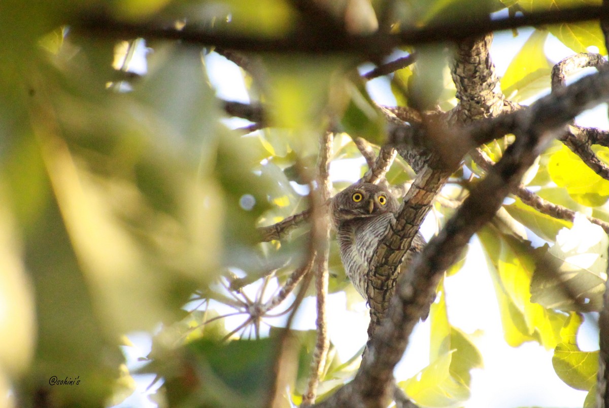 Jungle Owlet - SOHINI GHOSH