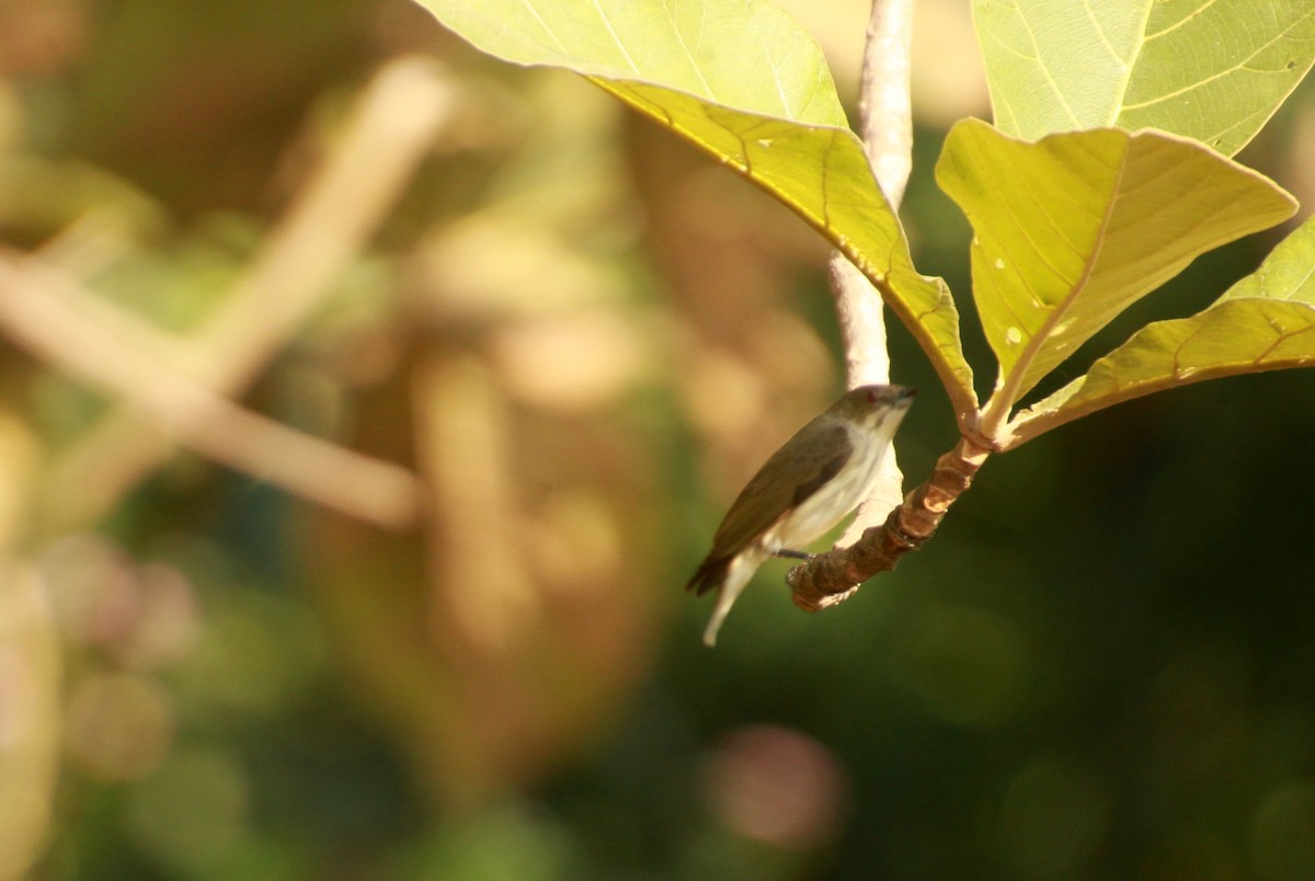 Thick-billed Flowerpecker - SOHINI GHOSH