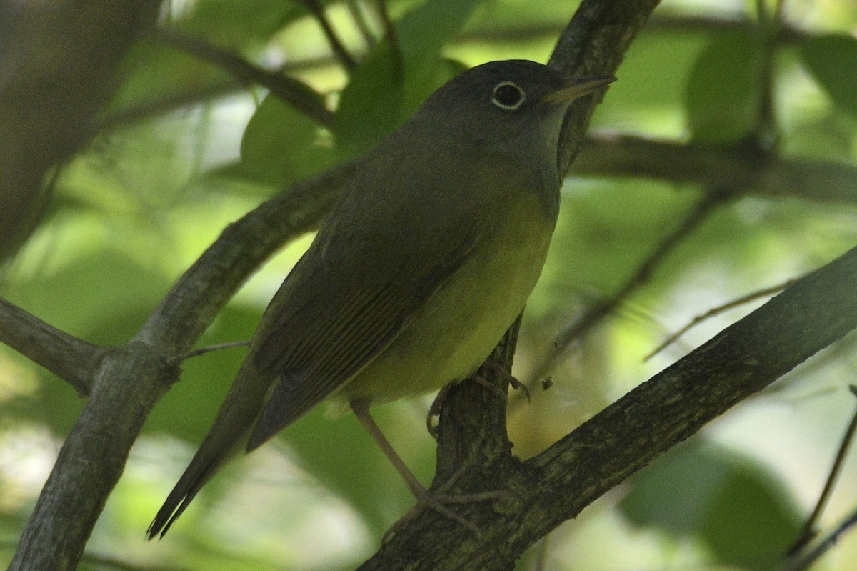 Connecticut Warbler - Travis Philo