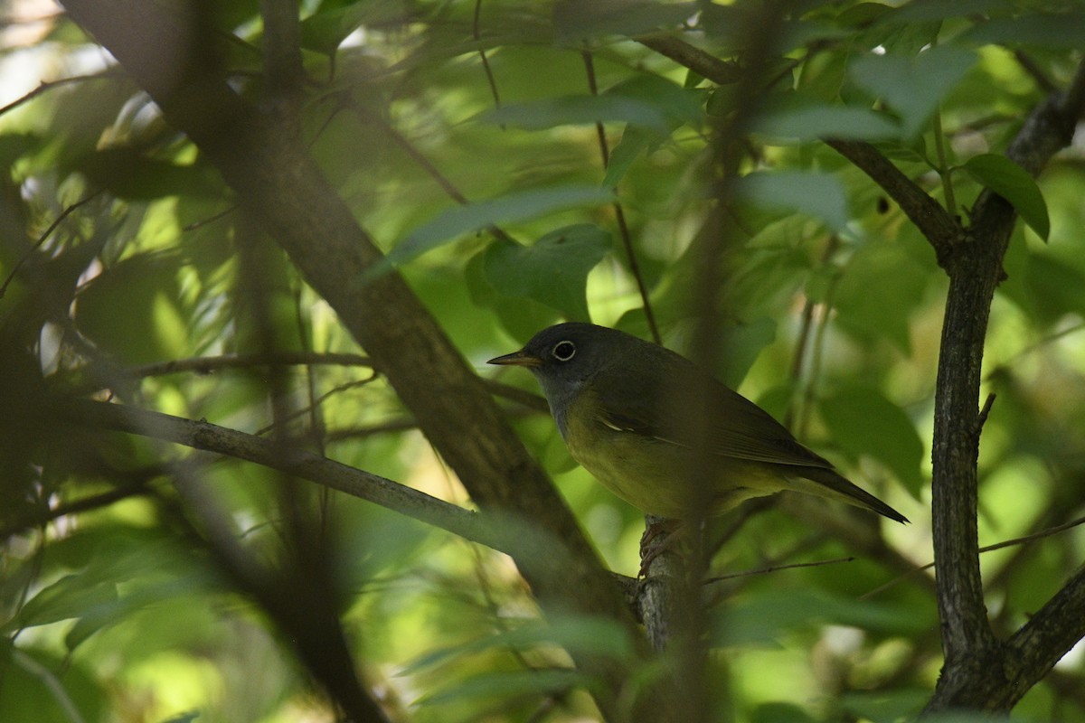 Connecticut Warbler - ML611441562