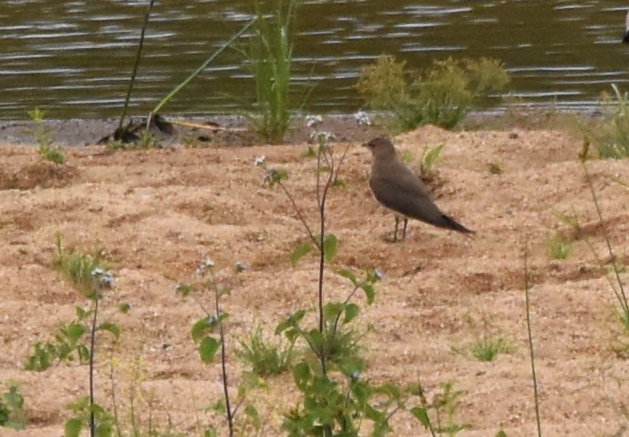 Collared Pratincole - ML611441570