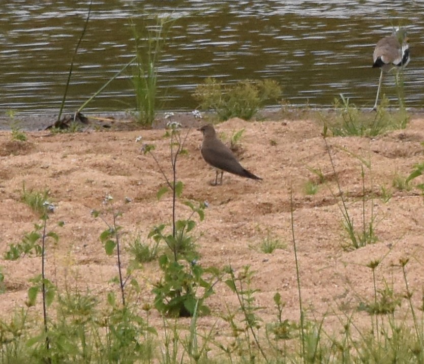 Collared Pratincole - ML611441571