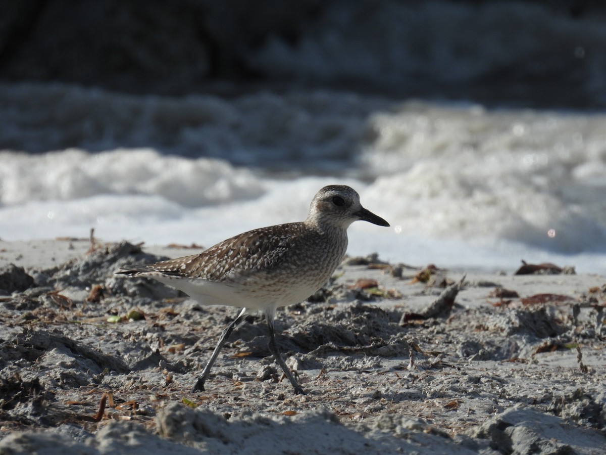 灰斑鴴 - ML611441601