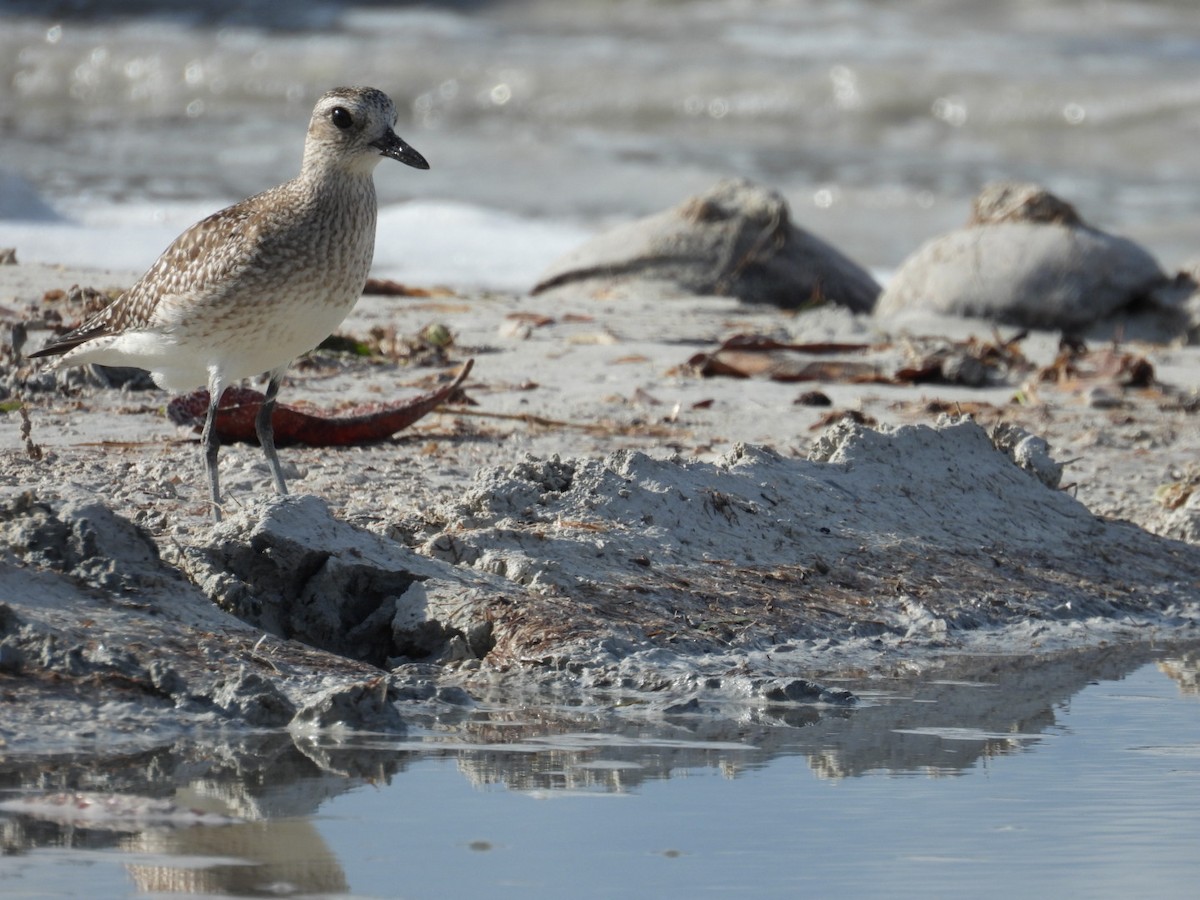 灰斑鴴 - ML611441602