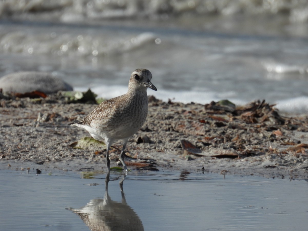 灰斑鴴 - ML611441603