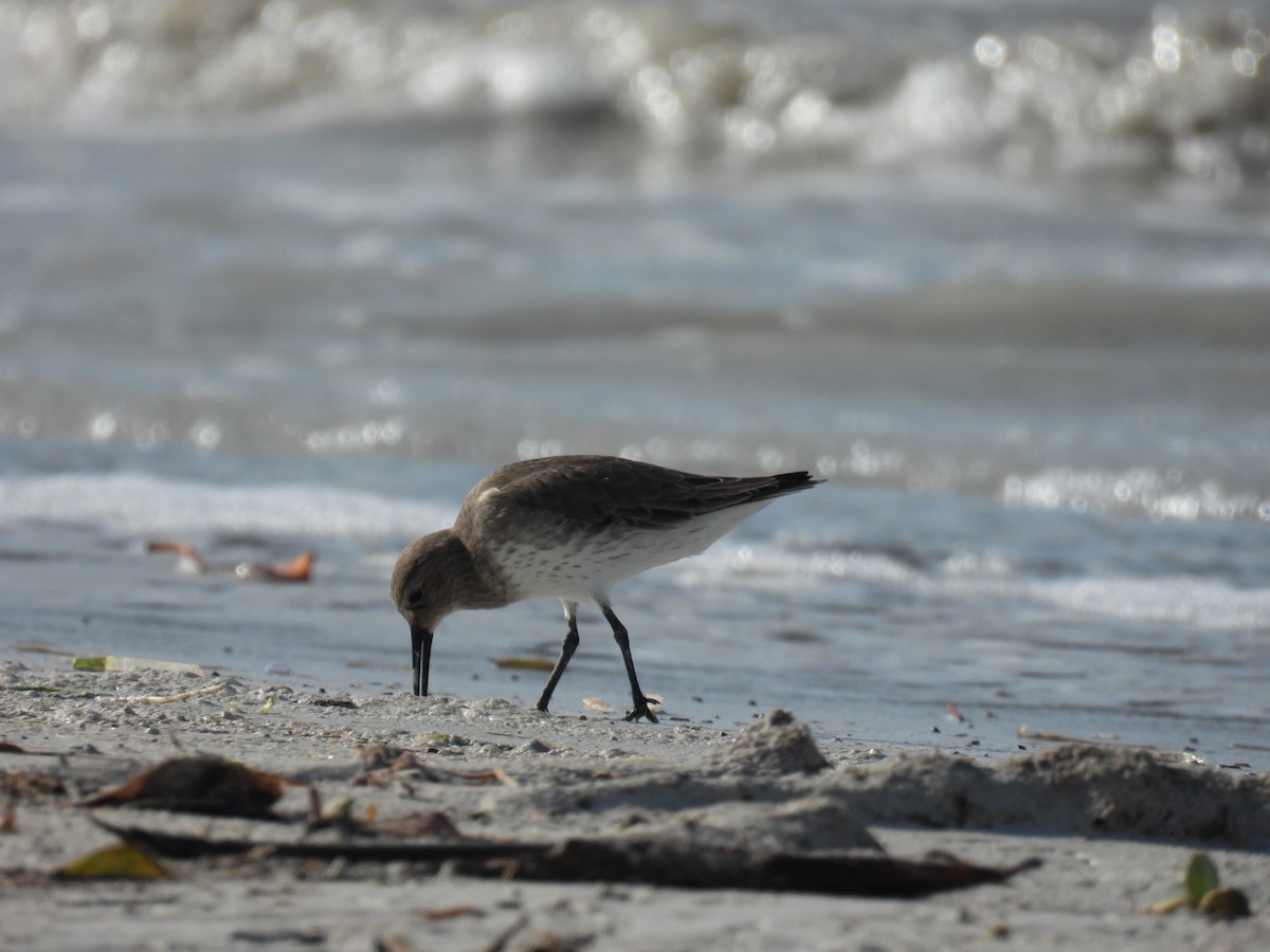 黑腹濱鷸 - ML611441629