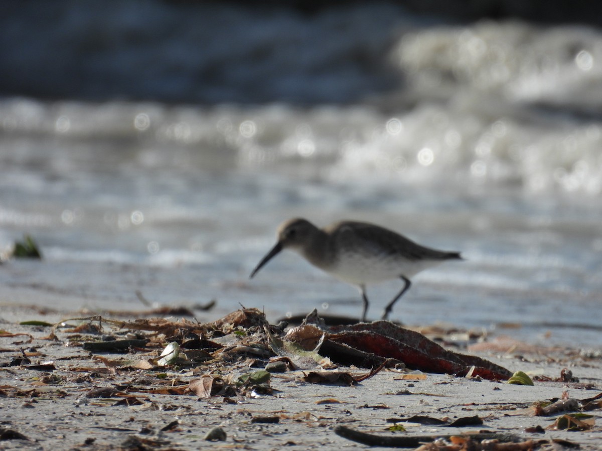 黑腹濱鷸 - ML611441630
