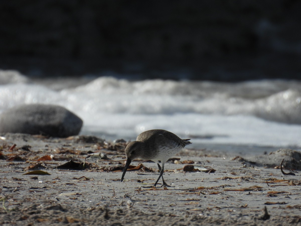 黑腹濱鷸 - ML611441631