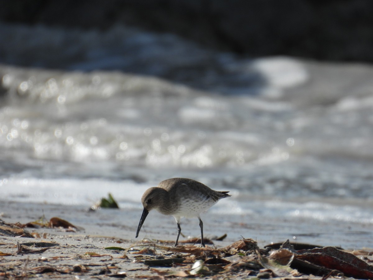 黑腹濱鷸 - ML611441632