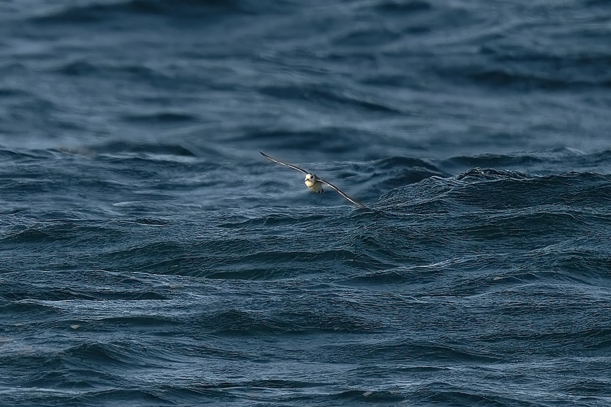 Red Phalarope - Hugo Blanco