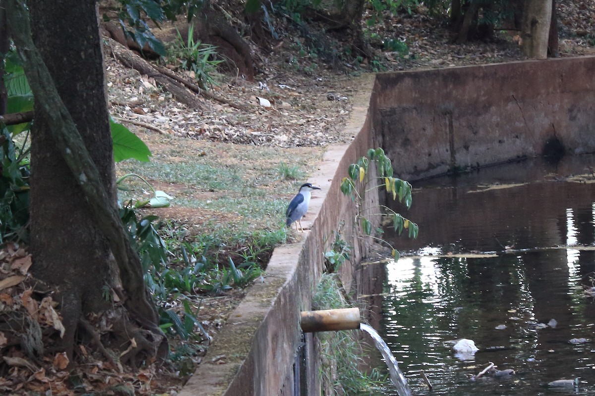 Black-crowned Night Heron - ML611441652