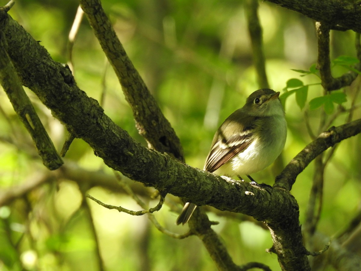 Least Flycatcher - ML611441666