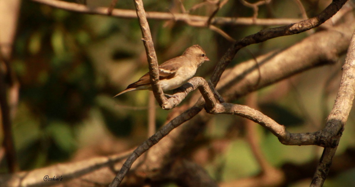 Yellow-throated Sparrow - SOHINI GHOSH