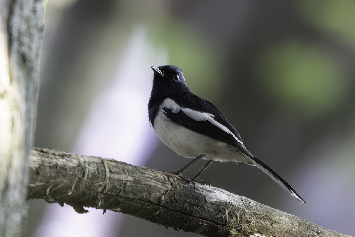 Madagascar Magpie-Robin - ML611441778