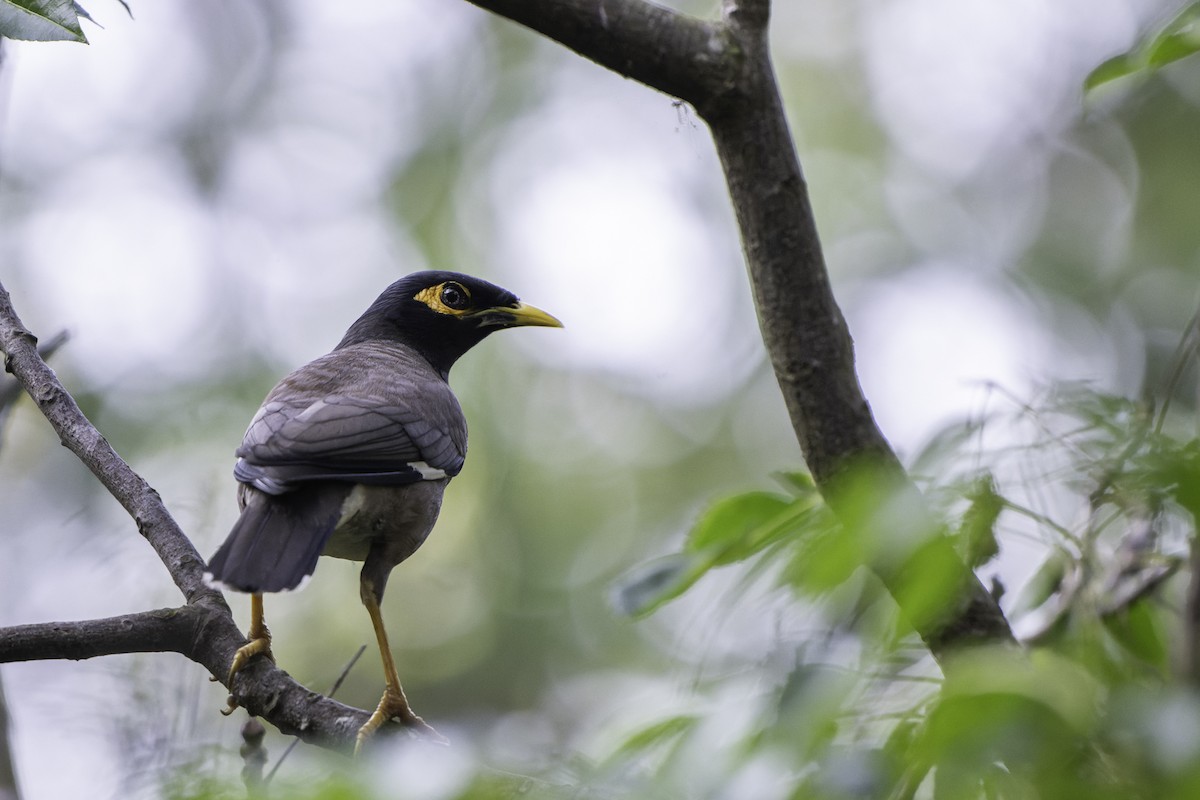 Common Myna - ML611441784