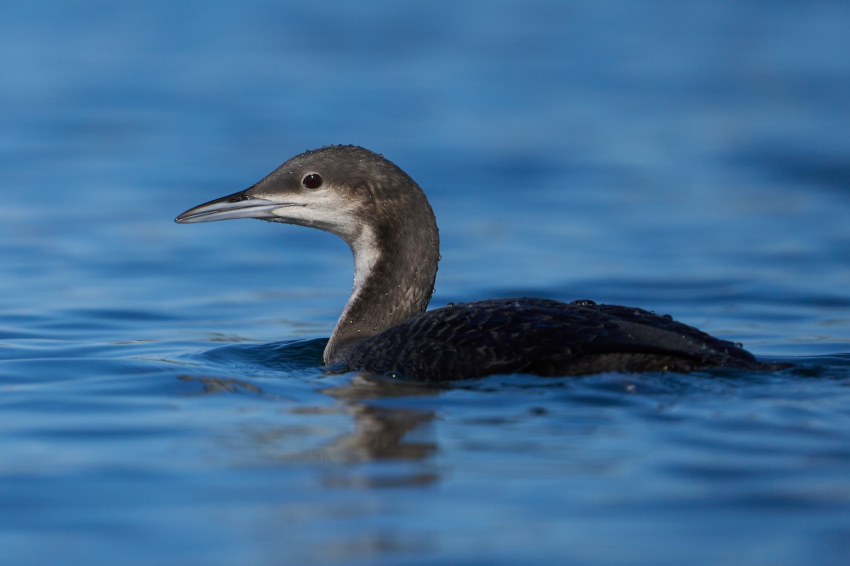 Pacific Loon - Jonathan Casanova